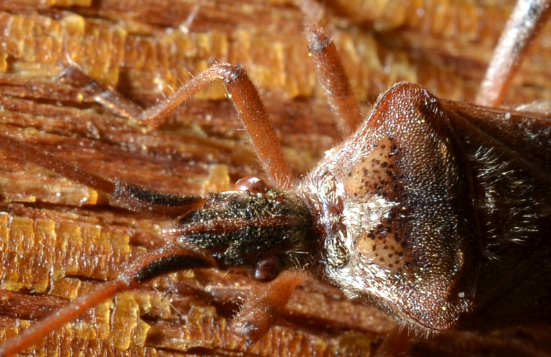 Coreidae: Leptoglossus occidentalis della Toscana (Prato)